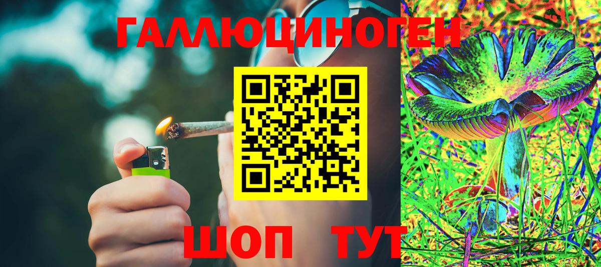 Псилоцибиновые грибы Psilocybe Ачинск